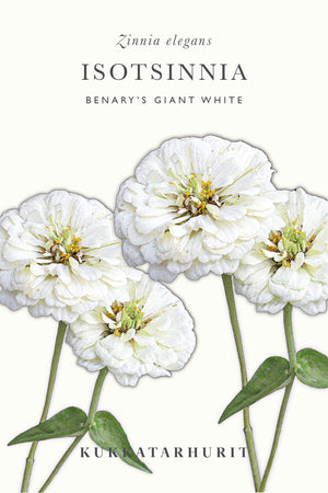 Isotsinnia Benary's Giant White