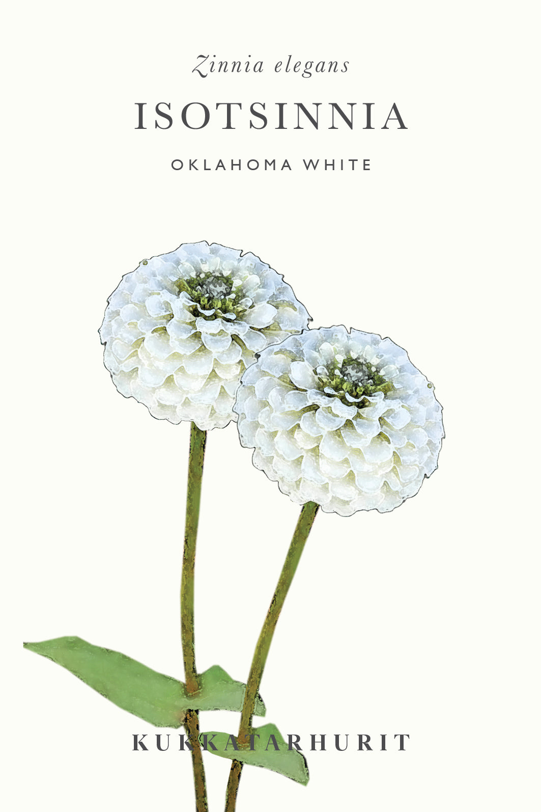 Isotsinnia 'Oklahoma White'