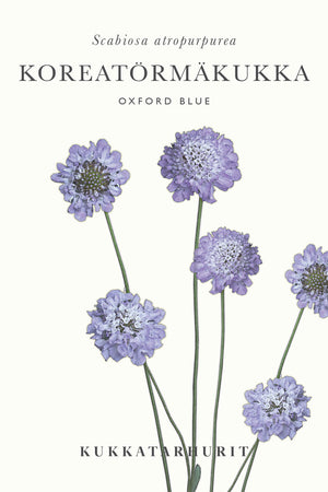 Koreatörmäkukka ’Oxford Blue’