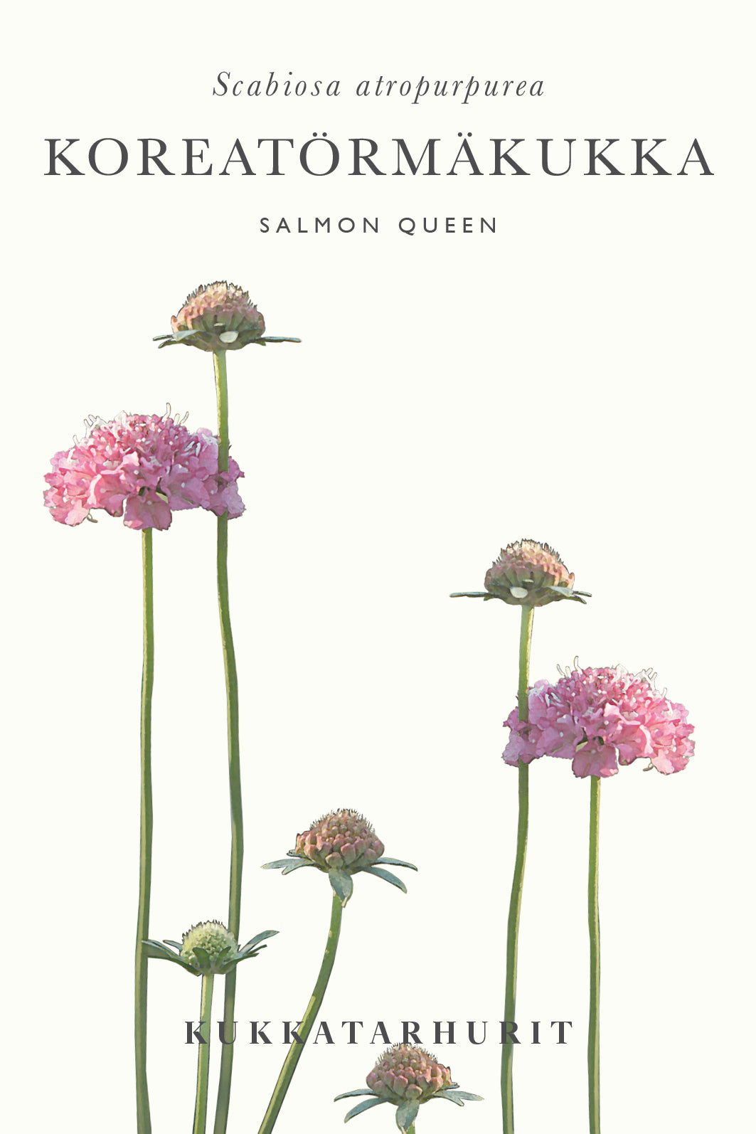 Koreatörmäkukka Salmon Queen