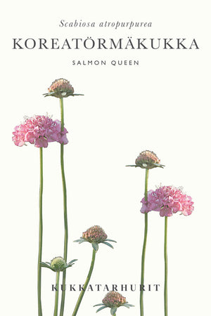 Koreatörmäkukka Salmon Queen