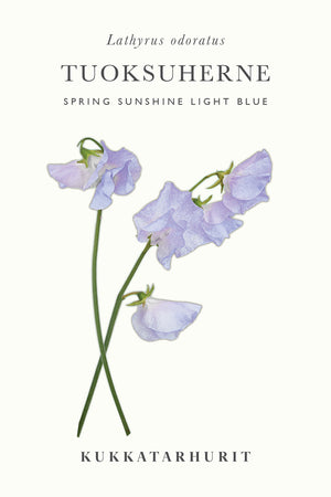 Tuoksuherne "Spring Sunshine Light blue"